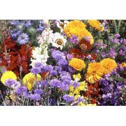 VB - Lysende farver Provence