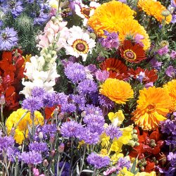 VB - Lysende farver Provence