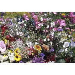 VB - Landsbyhave Sydengland