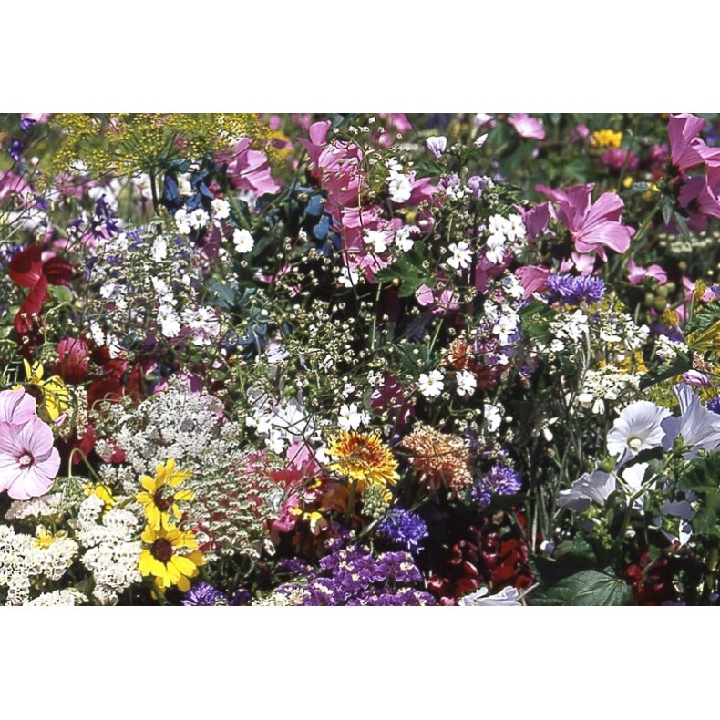 VB - Landsbyhave Sydengland