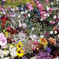 VB - Landsbyhave Sydengland