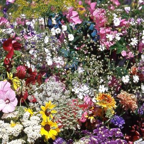 VB - Landsbyhave Sydengland