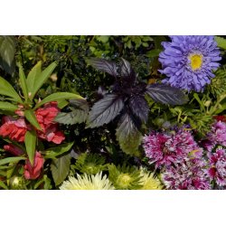 VB - Toscanas sol Italien