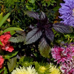 VB - Toscanas sol Italien