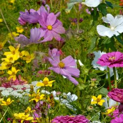 VB - Klosterhavens farvepragt
