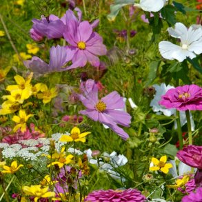 VB - Klosterhavens farvepragt