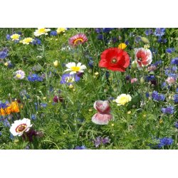 VB - Californiens Blomsterpragt