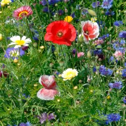 VB - Californiens Blomsterpragt