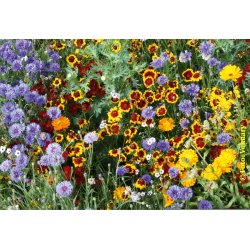 VB - Amerikanske Landblomster