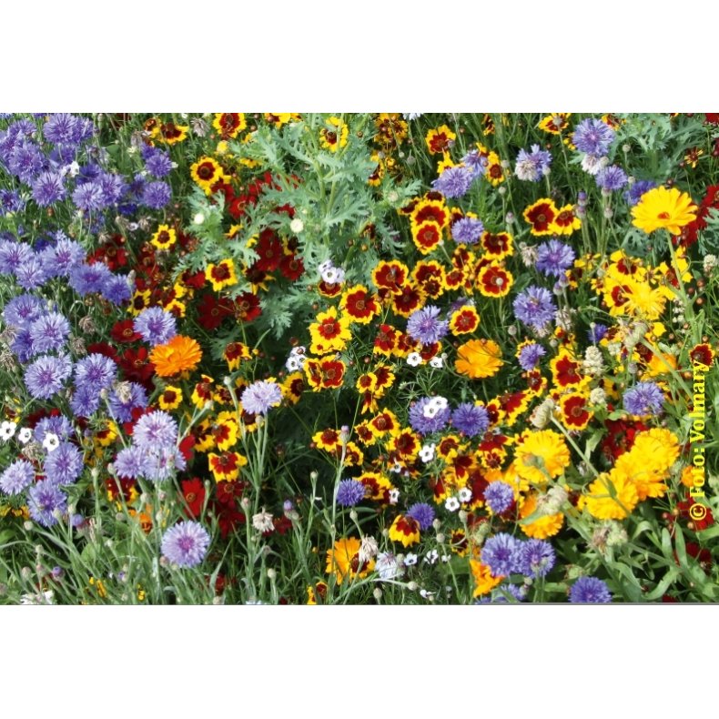 VB - Amerikanske Landblomster