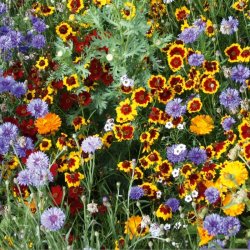 VB - Amerikanske Landblomster