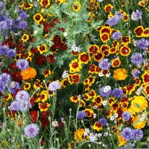 VB - Amerikanske Landblomster