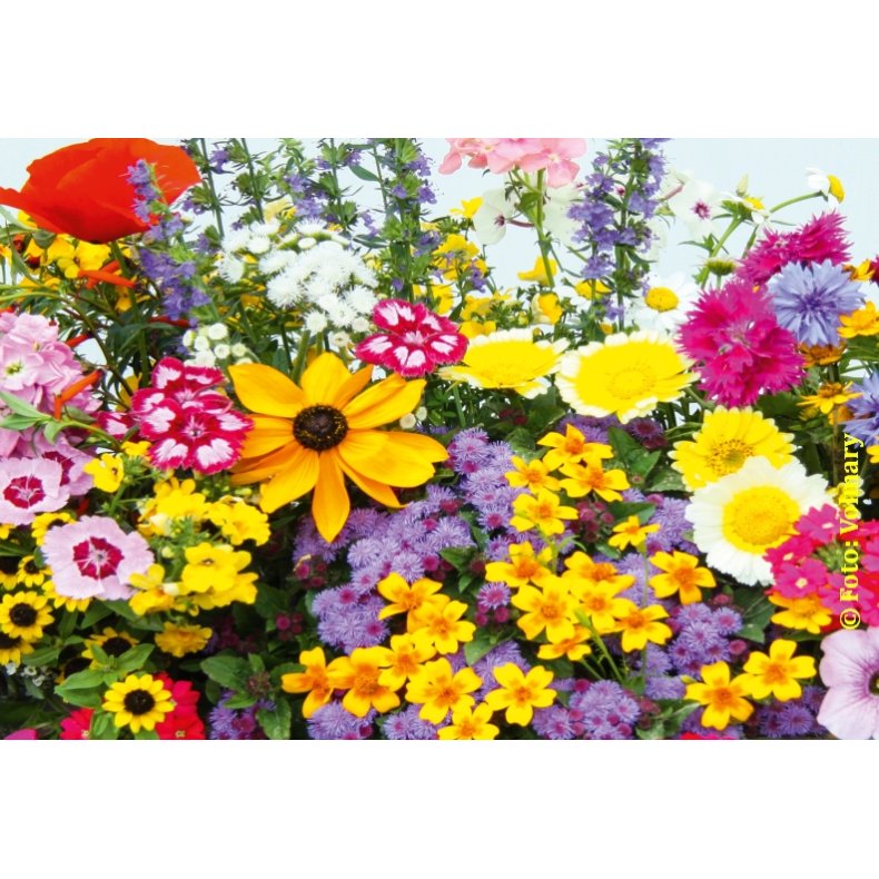 VB - Blomsterbeds Romantik