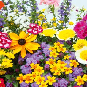 VB - Blomsterbeds Romantik