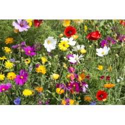 VB - Verano Sommerdrmme