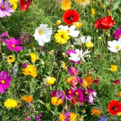 VB - Verano Sommerdrmme