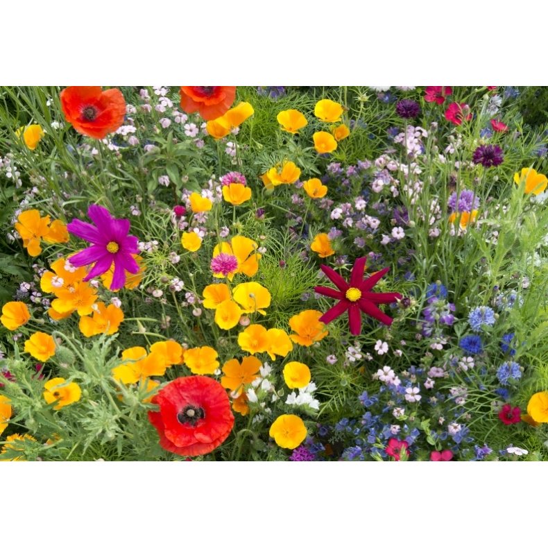 VB - Biernes Blomstereng