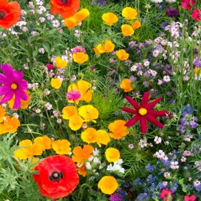 VB - Biernes Blomstereng