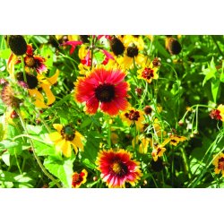 VB - Canadiske vilde blomster