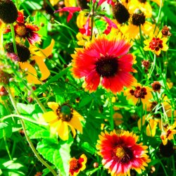 VB - Canadiske vilde blomster