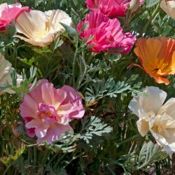 VB - Valmue Farvepragt