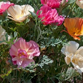 VB - Valmue Farvepragt