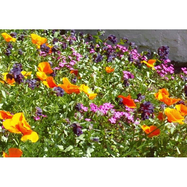 VB - Japansk Blomsterbed