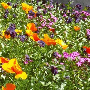 VB - Japansk Blomsterbed