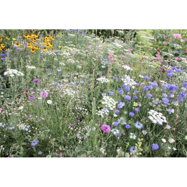 VB - Sommerblomst trylleri