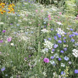 VB - Sommerblomst trylleri