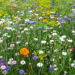 VB - Middelalder mix