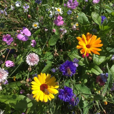 Vilde blomster (også gode for bier)