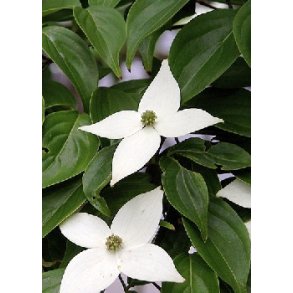 Asiatisk Blomsterkornel