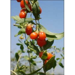 Dyrkningsst<br/>Wellness<br/>Det Store St