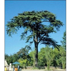 Dyrkningsst<br/>Vinterhaven<br/>Det Store St