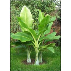 Dyrkningsst<br/>Vinterhaven<br/>Det Store St