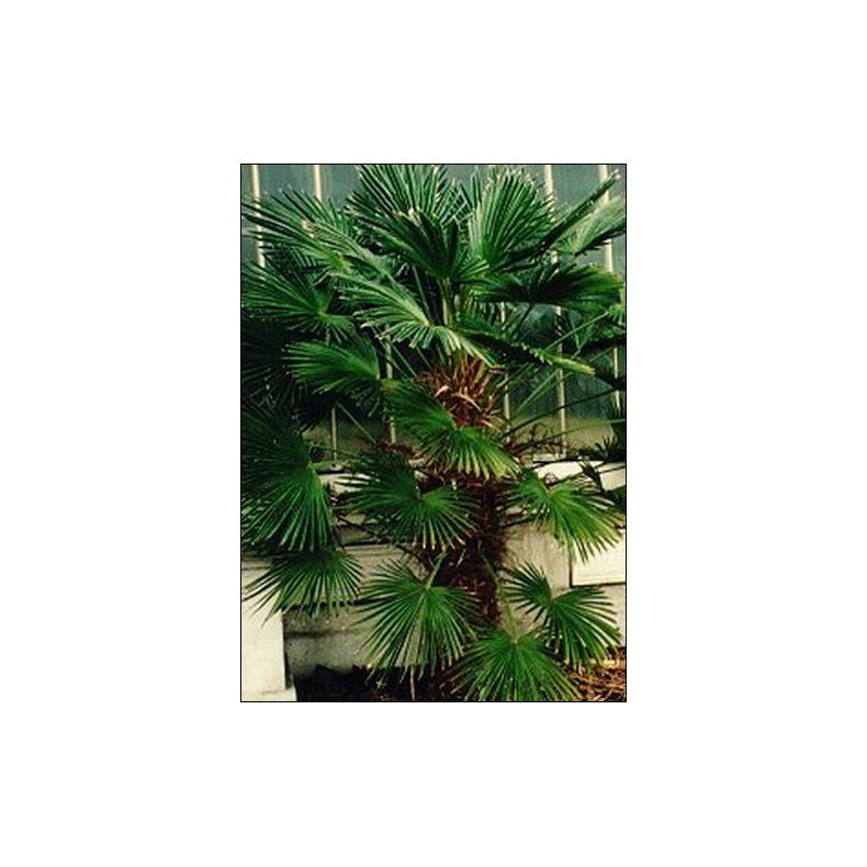 Dyrkningsst<br/>Vinterhaven<br/>Det Store St