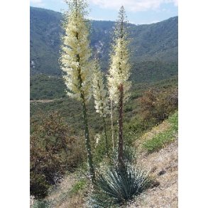Storblomstret Yucca