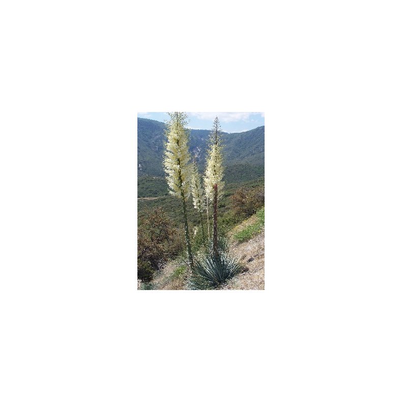 Storblomstret Yucca