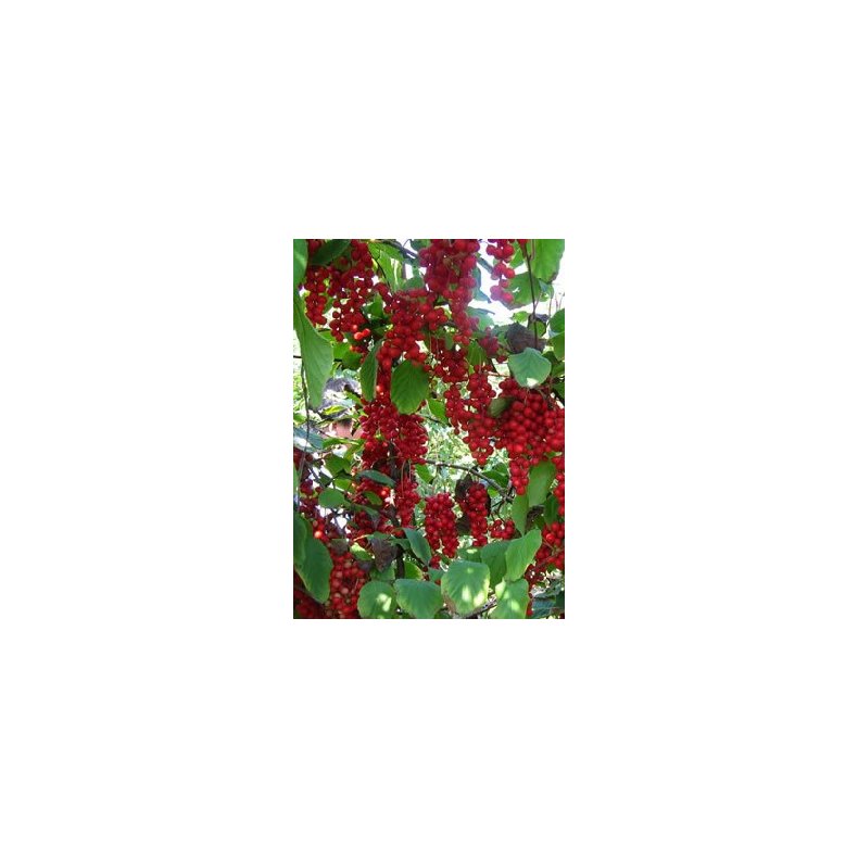 Dyrkningsst<br/>Wellness<br/>Det Store St