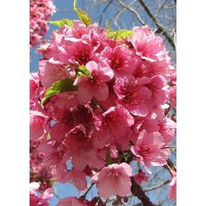 Taiwanesisk Prydkirsebr