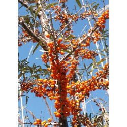 Dyrkningsst<br/>Wellness<br/>Det Store St