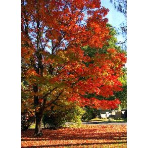 Amerikansk Sukkerahorn