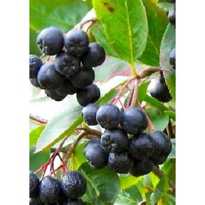 Surbr - Aronia