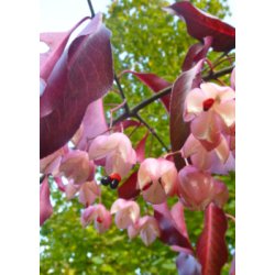 Storblomstret Spindelbusk