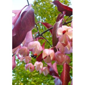 Storblomstret Spindelbusk