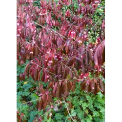 Storblomstret Spindelbusk