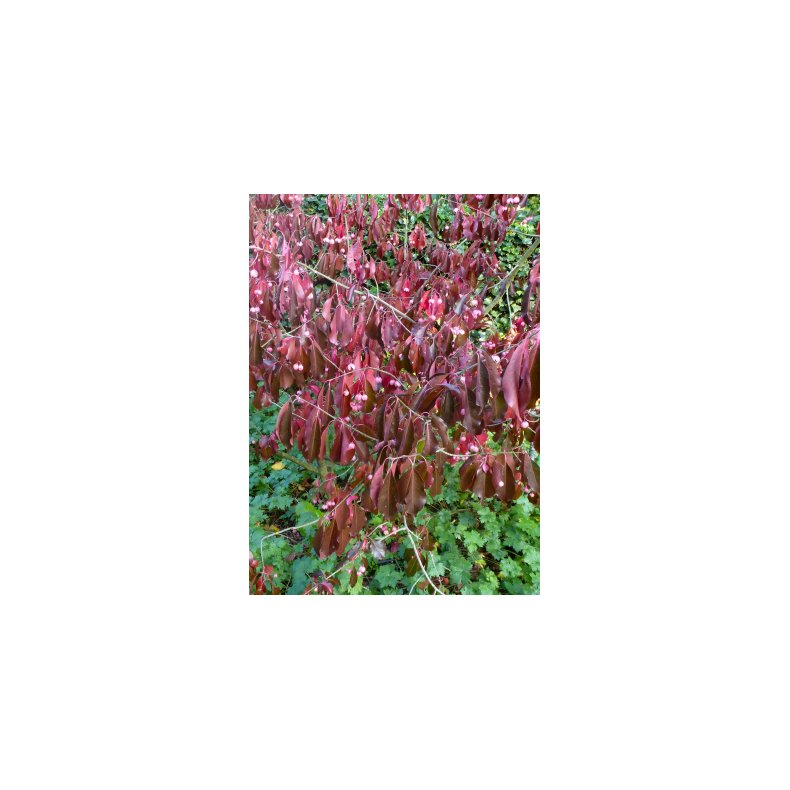 Storblomstret Spindelbusk