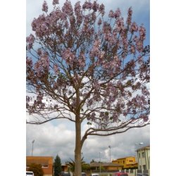 Storblomstret Blklokketr