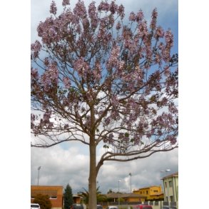 Storblomstret Blklokketr